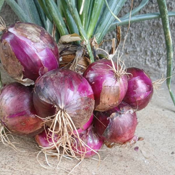 Fresh Africa Red F1 Onions