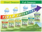 SWIFT 41 – Superior Hybrid Maize 1kg - Image 2